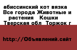 абиссинский кот вязка - Все города Животные и растения » Кошки   . Тверская обл.,Торжок г.